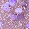 Nail polish swatch of shade Revel Lilac 1 - Renewal