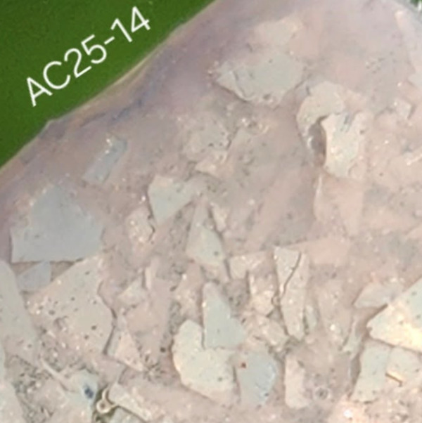 Nail polish swatch / manicure of shade Revel AC 25-14