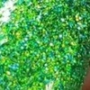 Nail polish swatch of shade Plus Life Lacquer Grass Roots