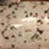 Nail polish swatch of shade Xeijayi Egg speckled
