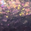 Nail polish swatch of shade PI Colors Supernumarary Bow.000