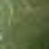 Nail polish swatch of shade LA Colors Color Craze Hint of Grinch