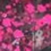 Nail polish swatch of shade Blackheart Hot Pink-Black Splatter